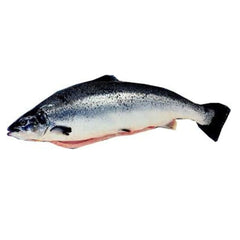 Whole Gutted Salmon (4-5kg +/- Pc) - chef2chef.online