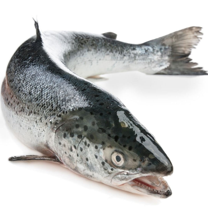 Whole Gutted Salmon (4-5kg +/- Pc) - chef2chef.online